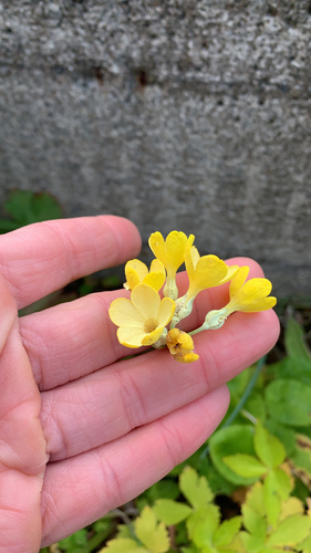 jaglaci (Primulaceae)