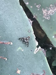 Pseudodyscrasis scutellaris