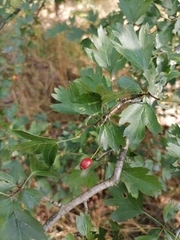 Crataegus
