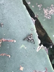 Pseudodyscrasis scutellaris
