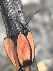 Pyromorpha