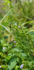 Scutellaria lateriflora