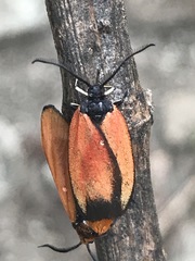 Pyromorpha