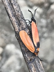 Pyromorpha
