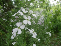 Hesperis matronalis voronovii