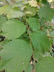 Corylus avellana