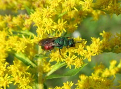 Hedychrum gerstaeckeri