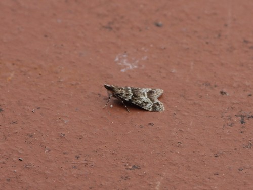 Small Grey photo 4