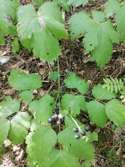 Actaea spicata