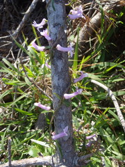 Cyphia digitata digitata