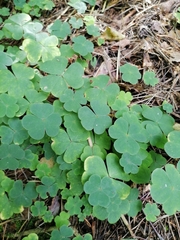 Oxalis acetosella