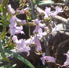 Cyphia digitata digitata