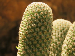 Mammillaria huitzilopochtli