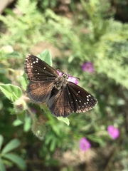 Pholisora