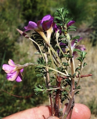 Oxalis hirta