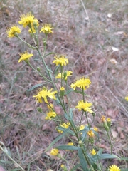 Hieracium umbellatum