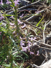 Cyphia digitata digitata