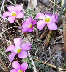 Oxalis hirta