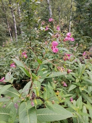 Impatiens glandulifera