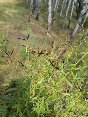 Genista tinctoria