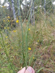 Anthericum ramosum