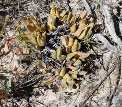 Acrodon bellidiflorus