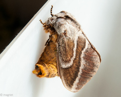 Eutricha bifascia