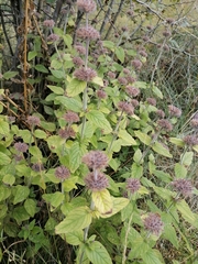 Clinopodium vulgare