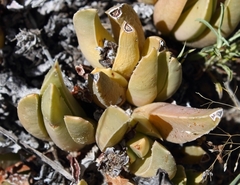 Acrodon bellidiflorus