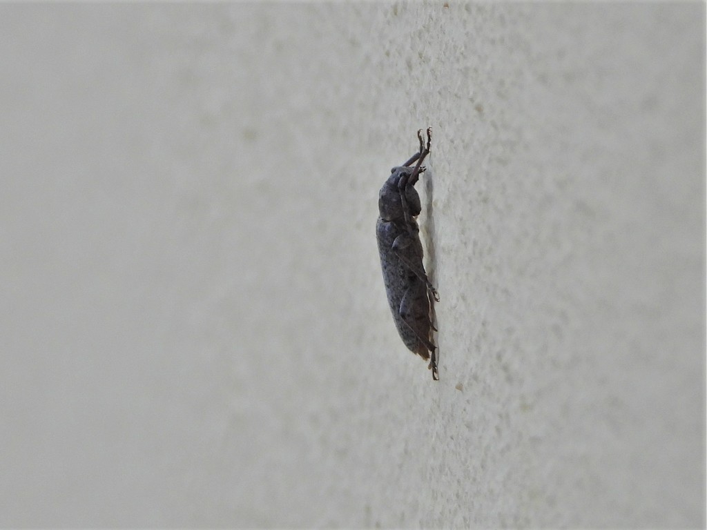 Trichoferus holosericeus