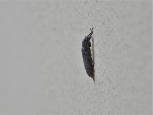 Trichoferus holosericeus
