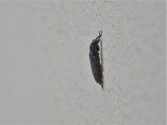 Trichoferus holosericeus