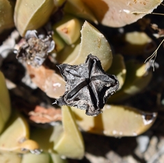 Acrodon bellidiflorus