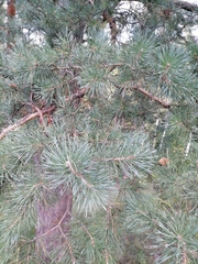 Pinus sylvestris