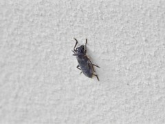 Trichoferus holosericeus