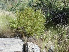 Solanum villosum image