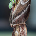 Lasiocampidae - Photo (c) magriet b, alguns direitos reservados (CC BY-SA), uploaded by magriet b