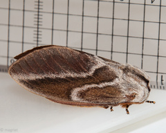 Eutricha bifascia