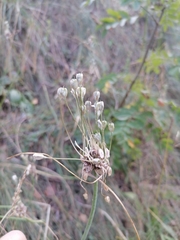 Allium oleraceum