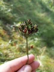 Hypericum montanum