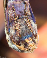 Eutricha bifascia