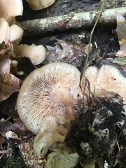 Lentinellus cochleatus