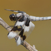 Libellula forensis - Photo (c) Cameron Eckert,  זכויות יוצרים חלקיות (CC BY-NC), uploaded by Cameron Eckert