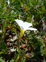 Oxalis glabra