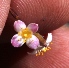 Lachnaea