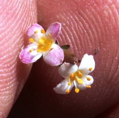 Lachnaea