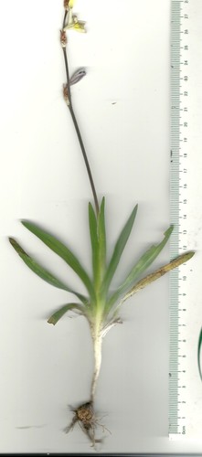 Sparaxis parviflora