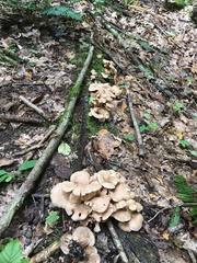 Lentinellus cochleatus