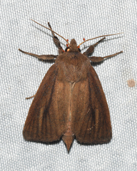Globia laeta