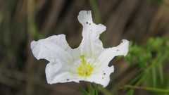 Nierembergia rigida